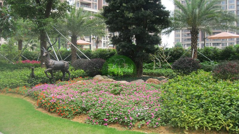 别墅花园植物养护难度对比：常绿阔叶树与地被植物
