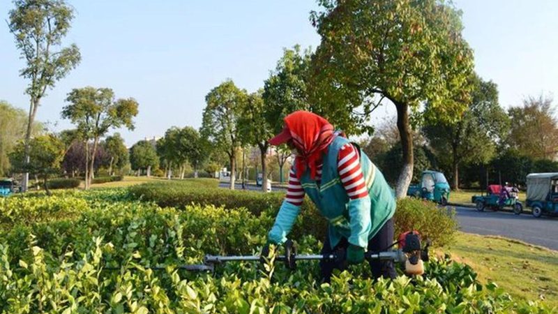 学校园林绿化工程设计规范：标准解读与实施要点**