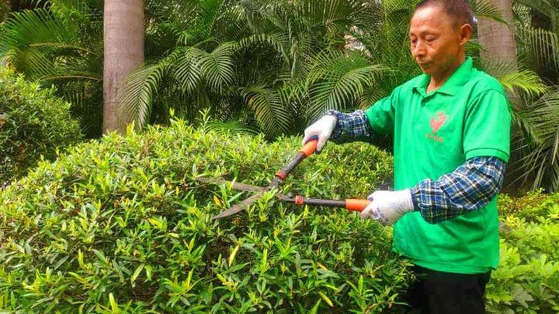 小区绿化：如何区分树苗的优劣？**