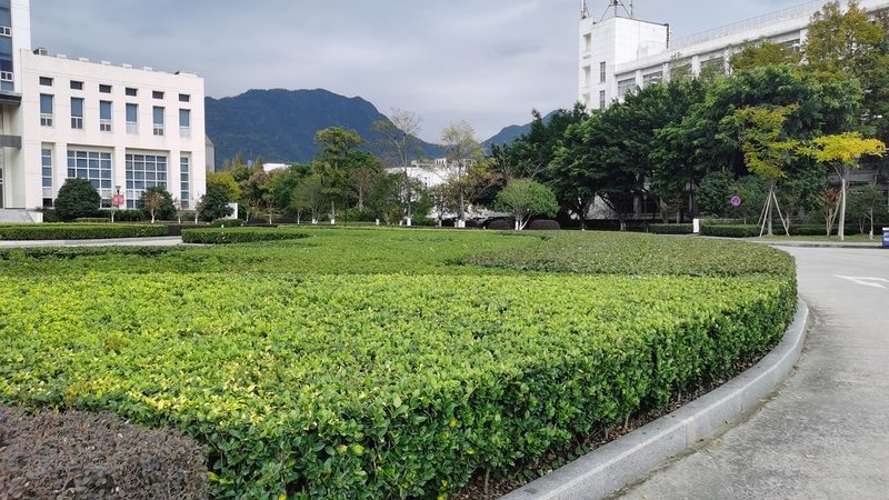 成都立体绿化公司定制方案：打造城市绿色新景观